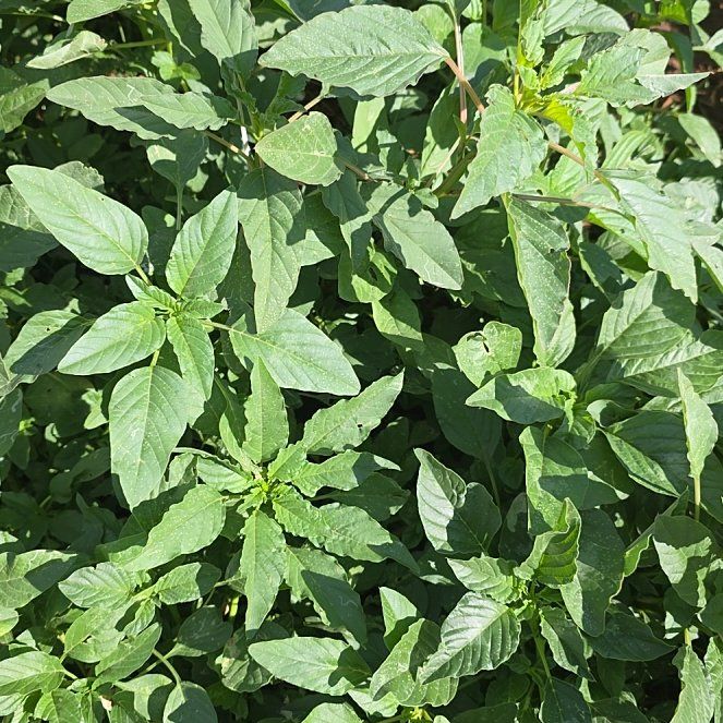 Photo of the plant species Palmer's Amaranth by @SuitableChaya75 named Coco on Greg, the plant care app