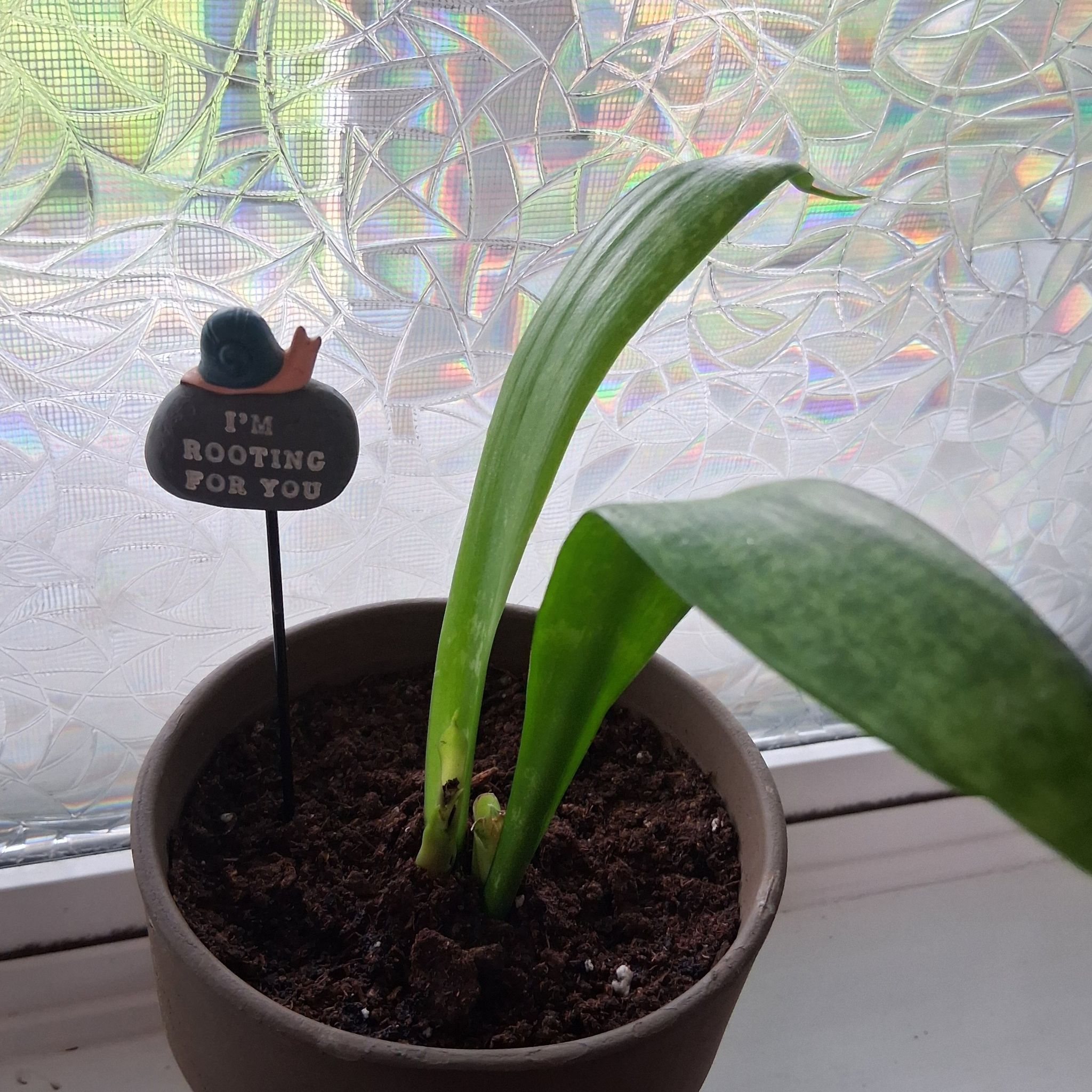 Photo of the plant species Zeylanica Snake Plant by @PrizedSoybean35 named Rif Raf on Greg, the plant care app