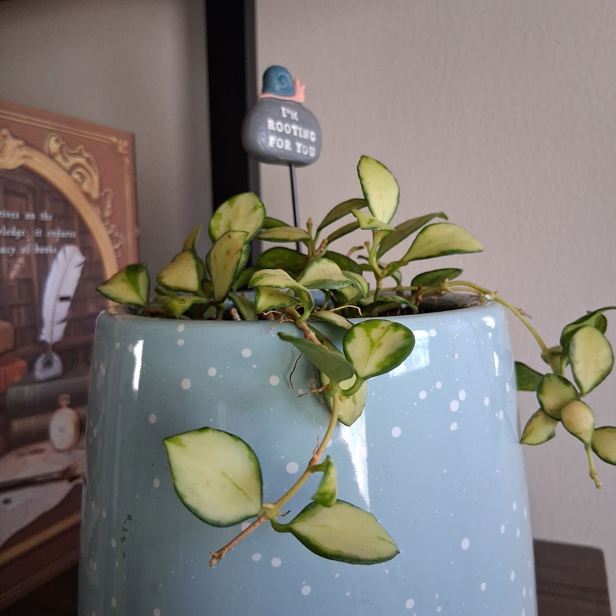 Photo of the plant species Hoya heuschkeliana variegata by @PrizedSoybean35 named Hyte on Greg, the plant care app