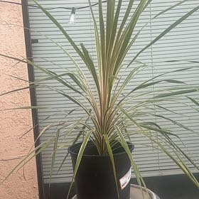 Photo of the plant species Torbay Razzle Dazzle Cabbage Tree by @ZealFlaxsilk13 named Missy on Greg, the plant care app