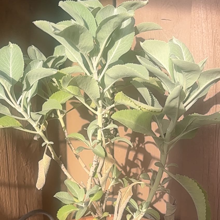 Photo of the plant species Bee Sage by @ZealFlaxsilk13 named Lola on Greg, the plant care app