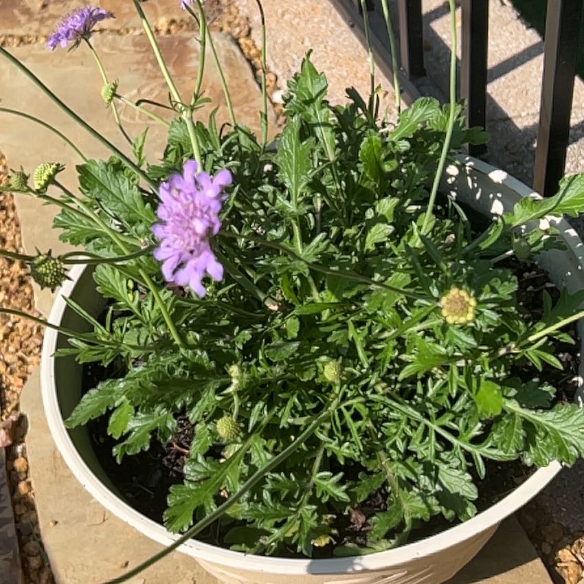 Photo of the plant species Sixalix atropurpurea by @ChampSedge34 named Gomez on Greg, the plant care app