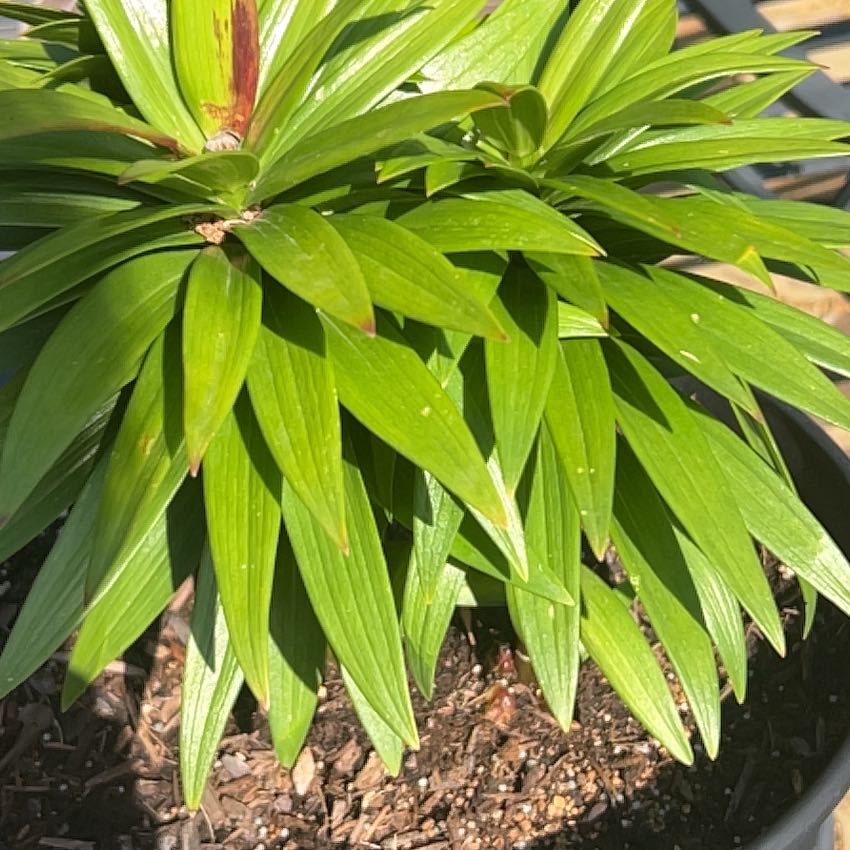 Photo of the plant species Easter Lily by @ChampSedge34 named Pax on Greg, the plant care app