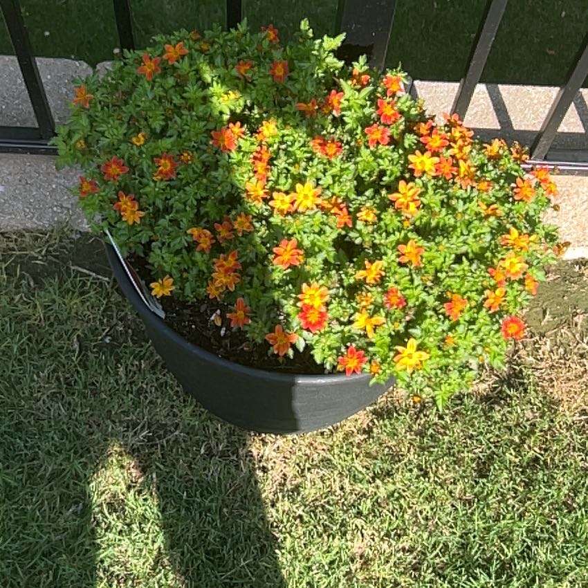 Photo of the plant species Blackeyed Susan by @ChampSedge34 named da Vinci on Greg, the plant care app