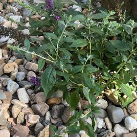 Photo of the plant species Orange Eye Butterflybush by @ChampSedge34 named Anne on Greg, the plant care app