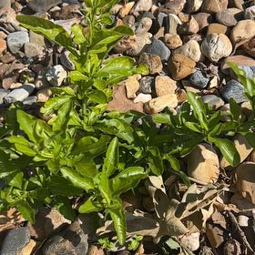 Photo of the plant species Duranta Erecta by @ChampSedge34 named Austen on Greg, the plant care app
