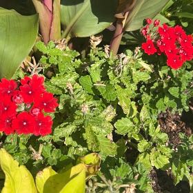Photo of the plant species Drummond's Phlox by @ChampSedge34 named ChloroPhil on Greg, the plant care app