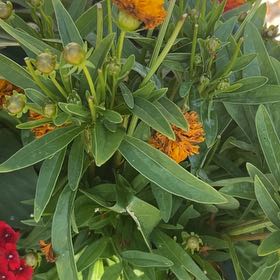 Photo of the plant species Lanceleaf Tickseed by @ChampSedge34 named Kardashian on Greg, the plant care app