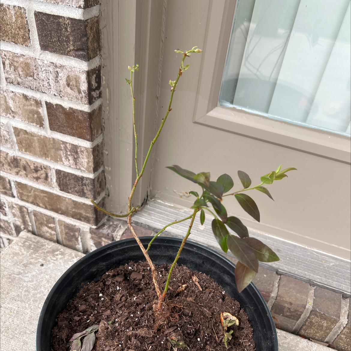 Photo of the plant species Bluecrop Blueberry by @HolyMango37 named Bluey on Greg, the plant care app