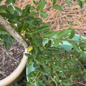 Photo of the plant species Chinese Privet by @BrawnyDogrose15 named Sol on Greg, the plant care app
