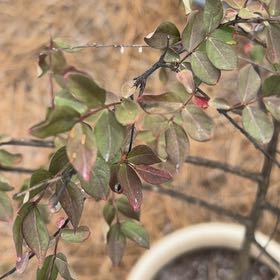 Photo of the plant species Lagerstroemia Indica by @BrawnyDogrose15 named Tree Diddy on Greg, the plant care app