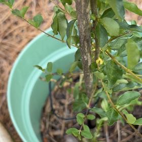 Photo of the plant species Chinese Privet by @BrawnyDogrose15 named Sonora on Greg, the plant care app