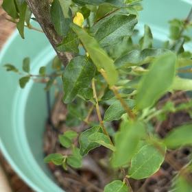 Photo of the plant species Chinese Privet by @BrawnyDogrose15 named Elina on Greg, the plant care app