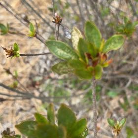 Photo of the plant species Swamp Azalea by @BrawnyDogrose15 named Foxxy on Greg, the plant care app