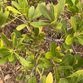 Photo of the plant species Morella Cerifera by @BrawnyDogrose15 named Peter Parker on Greg, the plant care app