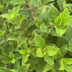 Photo of the plant species Panicle Hydrangea by @BrawnyDogrose15 named Denali on Greg, the plant care app