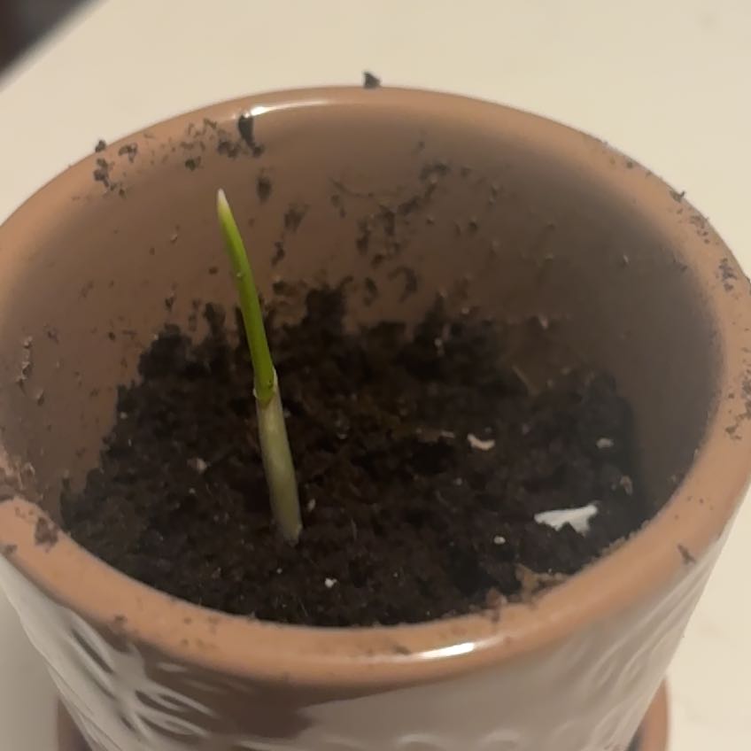 Photo of the plant species Garlic by @Slemonsprout named Marilyn on Greg, the plant care app