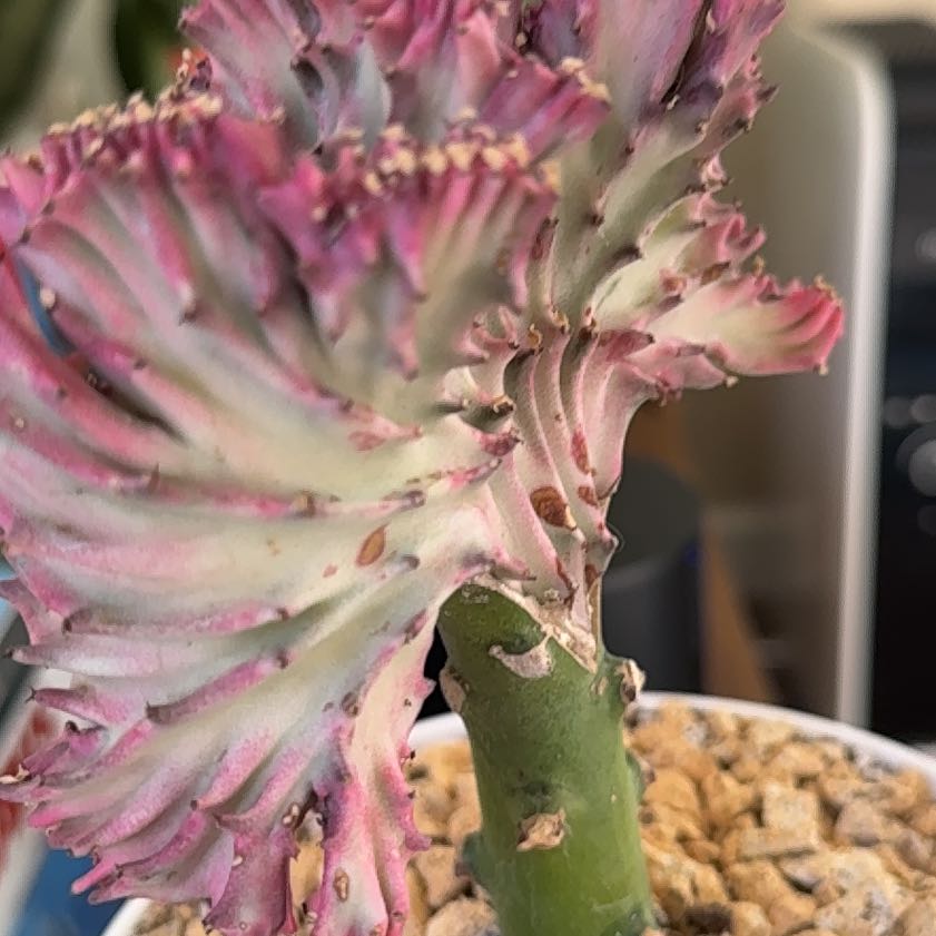 Photo of the plant species Mermaid tail, cactus by @ExecOgresears95 named Tolkien on Greg, the plant care app