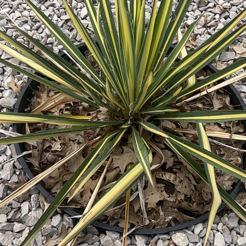 Photo of the plant species Aloe Yucca by @ActualOmnom36 named James Dean on Greg, the plant care app