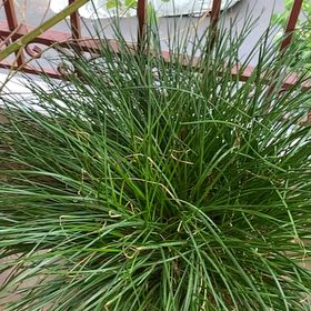 Photo of the plant species Slender Club-Rush by @BestHorminum94 named Robert Plant on Greg, the plant care app