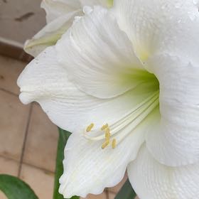 Photo of the plant species Madonna Lily by @BestHorminum94 named Bieber on Greg, the plant care app