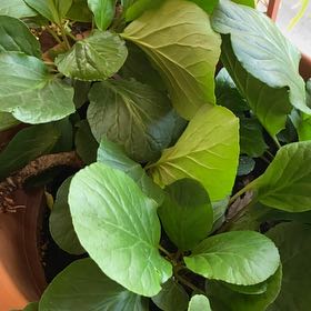 Photo of the plant species Heart-Leaved Bergenia by @BestHorminum94 named Hamilton on Greg, the plant care app