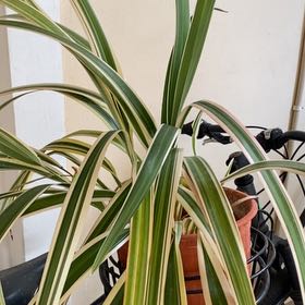 Photo of the plant species Tasman Flax-Lily by @BestHorminum94 named Walt on Greg, the plant care app