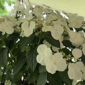 Photo of the plant species Japanese Snowball by @HipMint56 named Bella on Greg, the plant care app