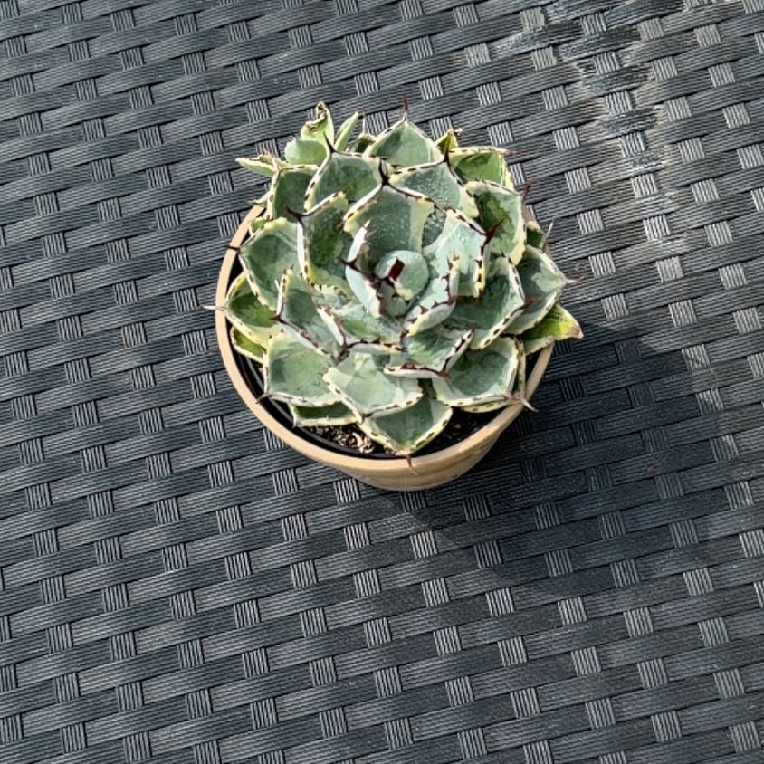 Photo of the plant species Butterfly Agave by @HipMint56 named Miley on Greg, the plant care app