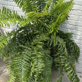 Photo of the plant species Macho Fern by @HipMint56 named Naomi on Greg, the plant care app