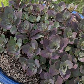 Photo of the plant species Sedum 'SunSparkler Firecracker' by @HipMint56 named Osmo on Greg, the plant care app
