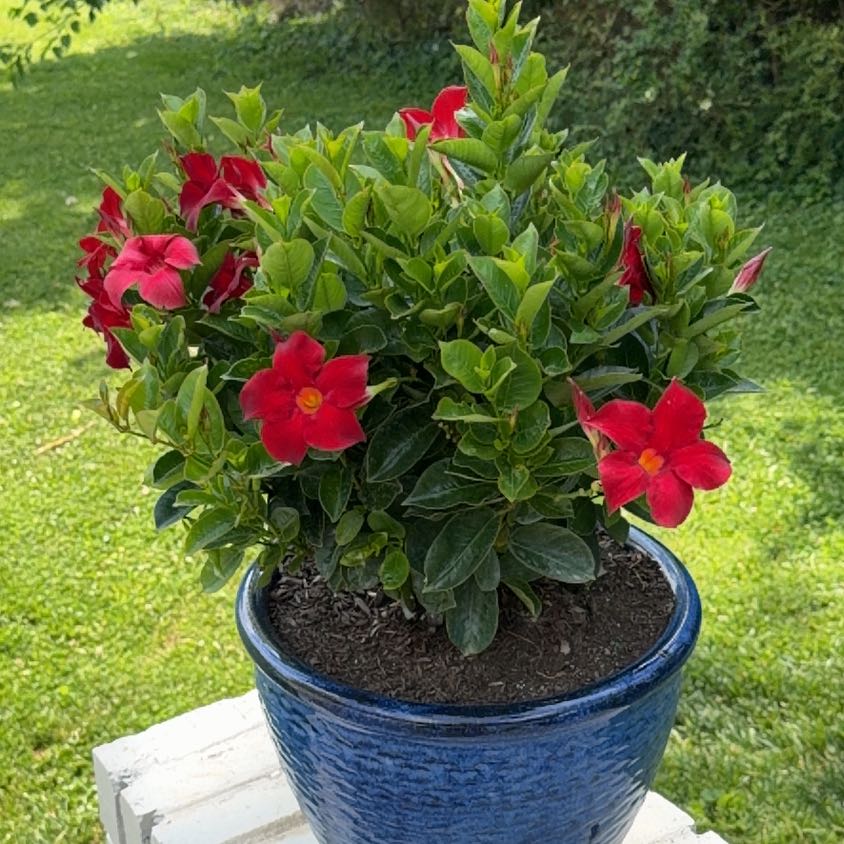 Photo of the plant species Dipladenia by @HipMint56 named Austen on Greg, the plant care app