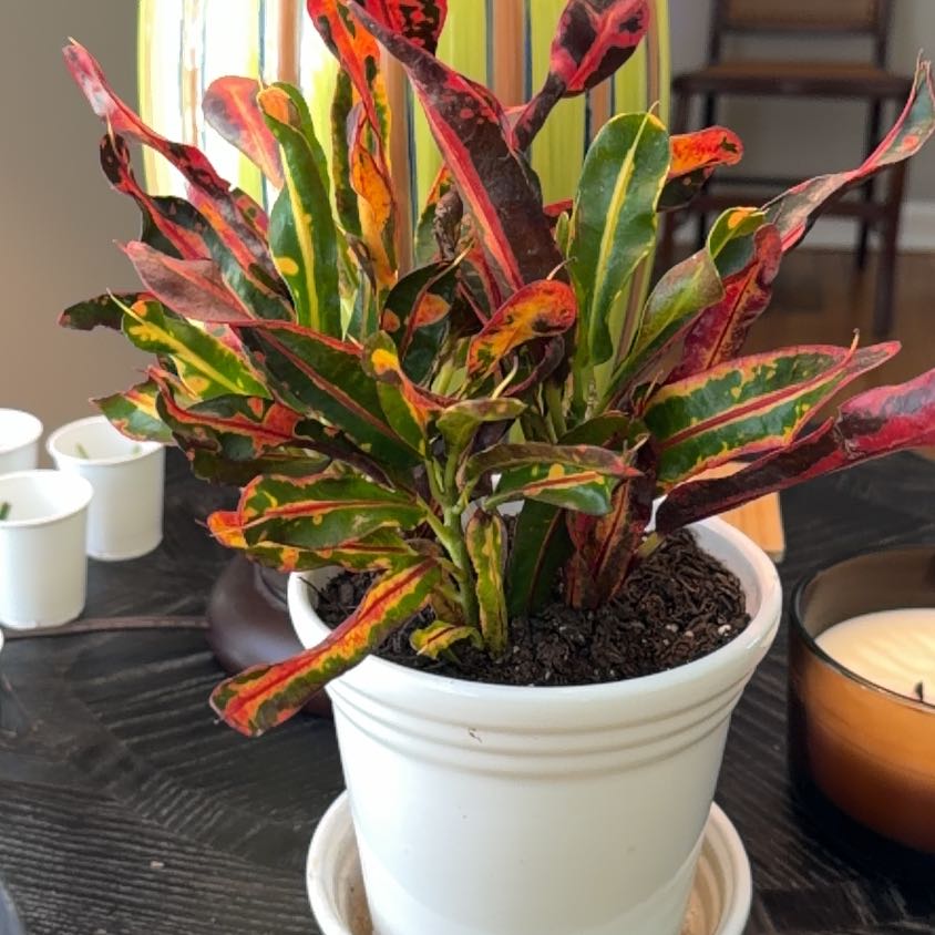 Photo of the plant species Mammy Croton by @HipMint56 named Mollie on Greg, the plant care app