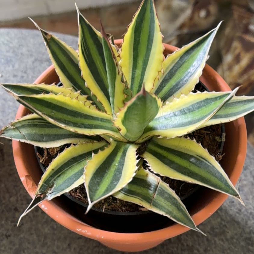 Photo of the plant species Agave Tricolor by @HipMint56 named Curie on Greg, the plant care app