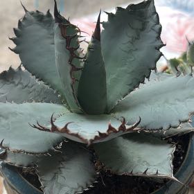 Photo of the plant species Parry's Agave by @HipMint56 named Harry on Greg, the plant care app