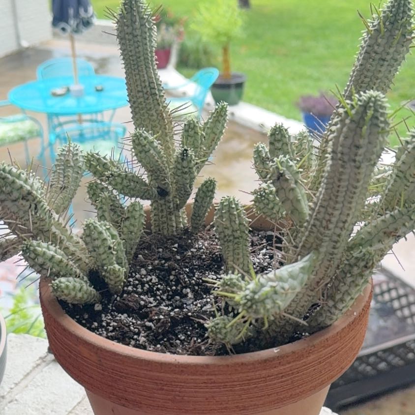 Photo of the plant species Variegated Corncob Cactus by @HipMint56 named Eva on Greg, the plant care app