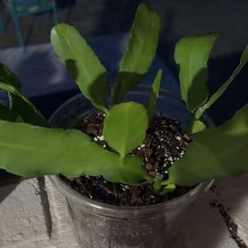 Photo of the plant species Costa Rican Night Blooming Cereus by @HipMint56 named Harper on Greg, the plant care app