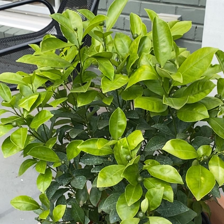 Photo of the plant species Calamondin by @HypnoticCorrea7 named Lavender on Greg, the plant care app