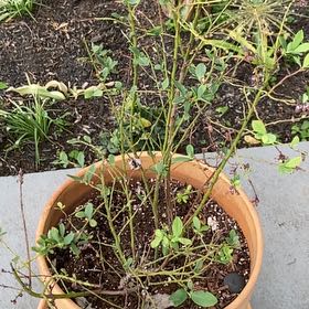 Photo of the plant species Blueberry by @HypnoticCorrea7 named ChloroPhil on Greg, the plant care app