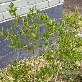 Photo of the plant species Miss kim lilac by @HypnoticCorrea7 named Sproutacus on Greg, the plant care app