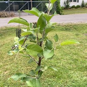 Photo of the plant species McIntosh Apple by @HypnoticCorrea7 named Willow on Greg, the plant care app