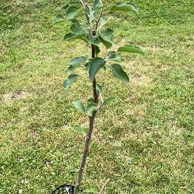 Photo of the plant species Fuji Apple by @HypnoticCorrea7 named Bodhi on Greg, the plant care app