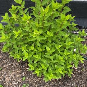 Photo of the plant species Little Lime Hydrangea by @HypnoticCorrea7 named Rihanna on Greg, the plant care app