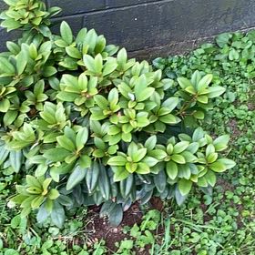 Photo of the plant species Rhododendron 'Catawbiense Boursault' by @HypnoticCorrea7 named Leaf Erickson on Greg, the plant care app