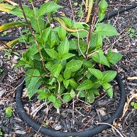 Photo of the plant species Fairytrail Bride™ Cascade Hydrangea by @HypnoticCorrea7 named Walt on Greg, the plant care app