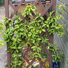 Photo of the plant species Crossvine by @HypnoticCorrea7 named Sherlock on Greg, the plant care app