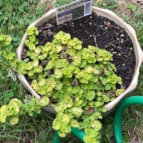 Photo of the plant species Variegated Marjoram by @HypnoticCorrea7 named Dolores on Greg, the plant care app