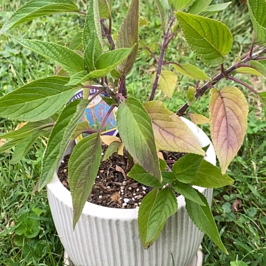 Photo of the plant species Pineapple Sage by @HypnoticCorrea7 named Hemingway on Greg, the plant care app