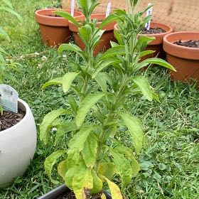 Photo of the plant species Sweetleaf by @HypnoticCorrea7 named Cleopatra on Greg, the plant care app