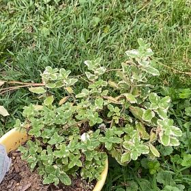 Photo of the plant species Pineapple Mint by @HypnoticCorrea7 named Terra on Greg, the plant care app